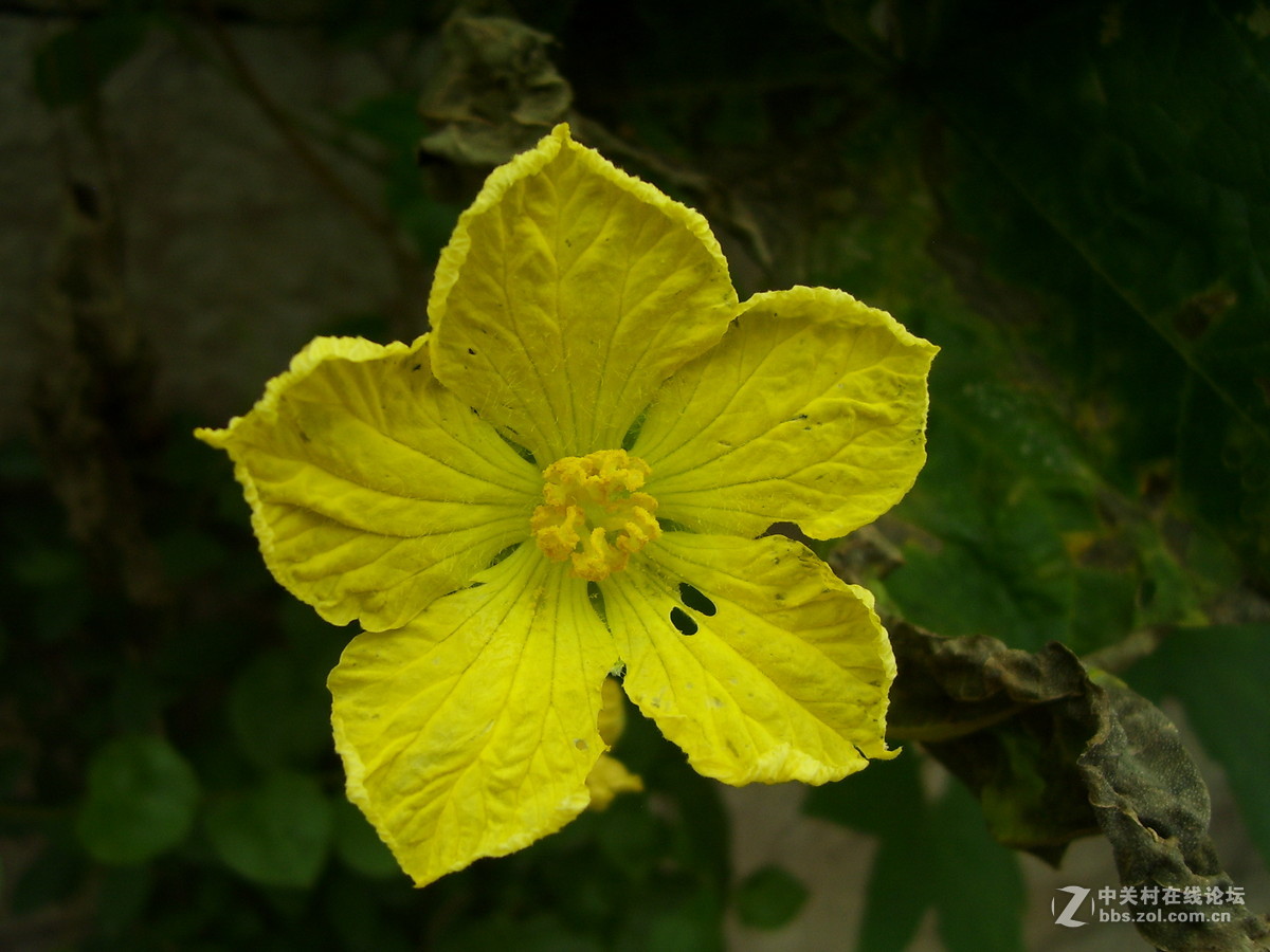 柯达c340试机随拍，请多指正