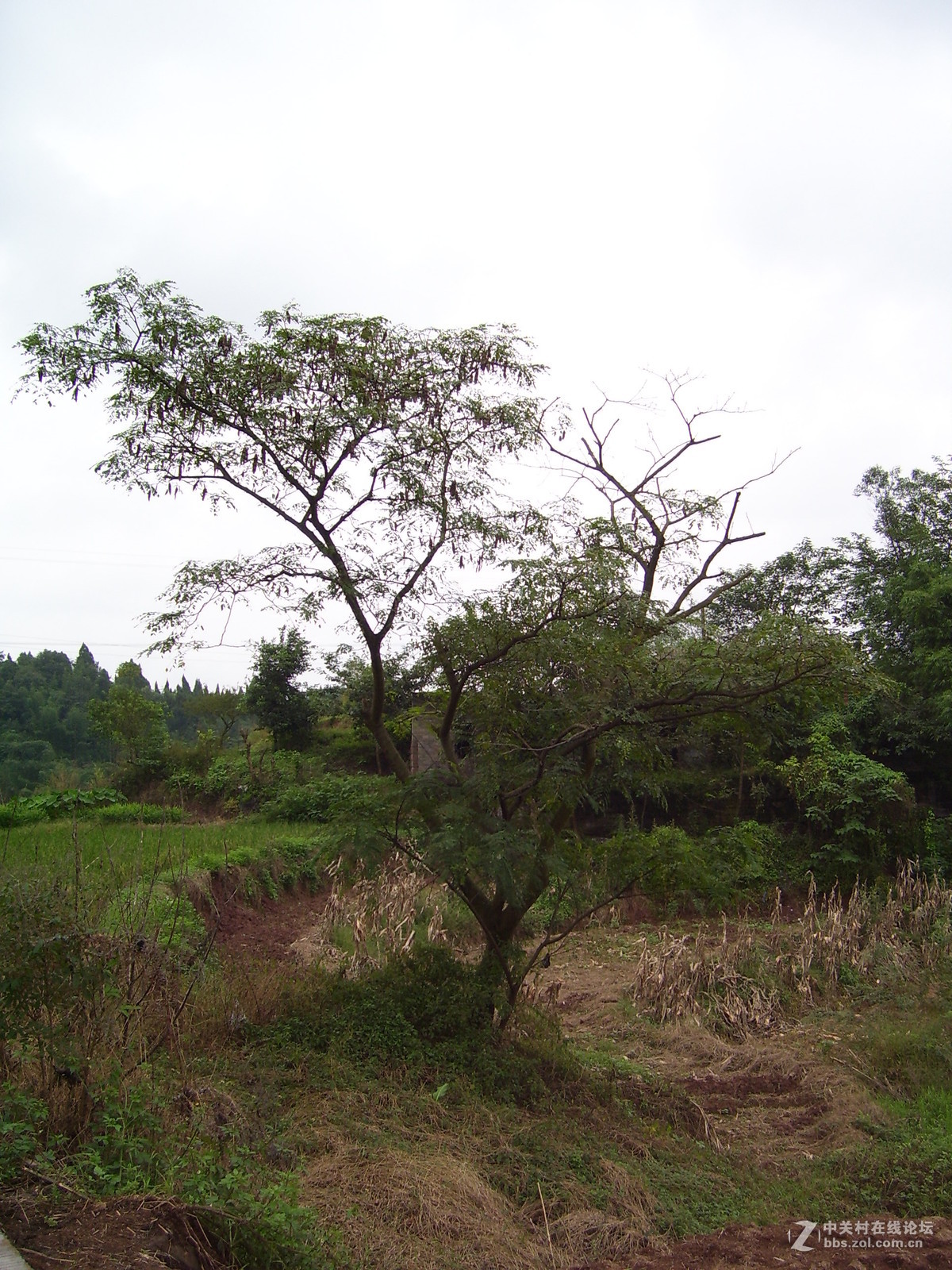 柯达c340试机随拍，请多指正