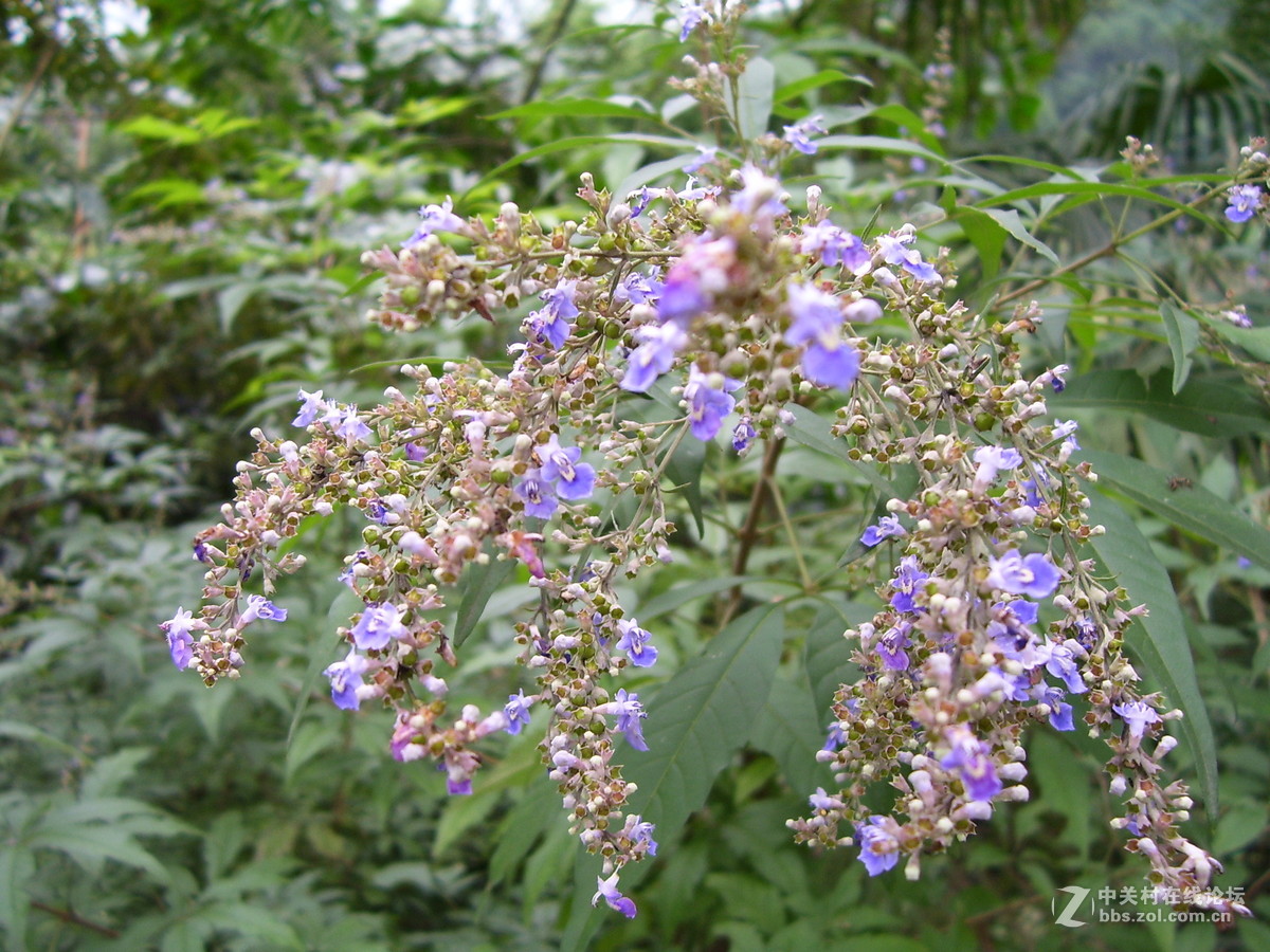 柯达c340试机随拍，请多指正
