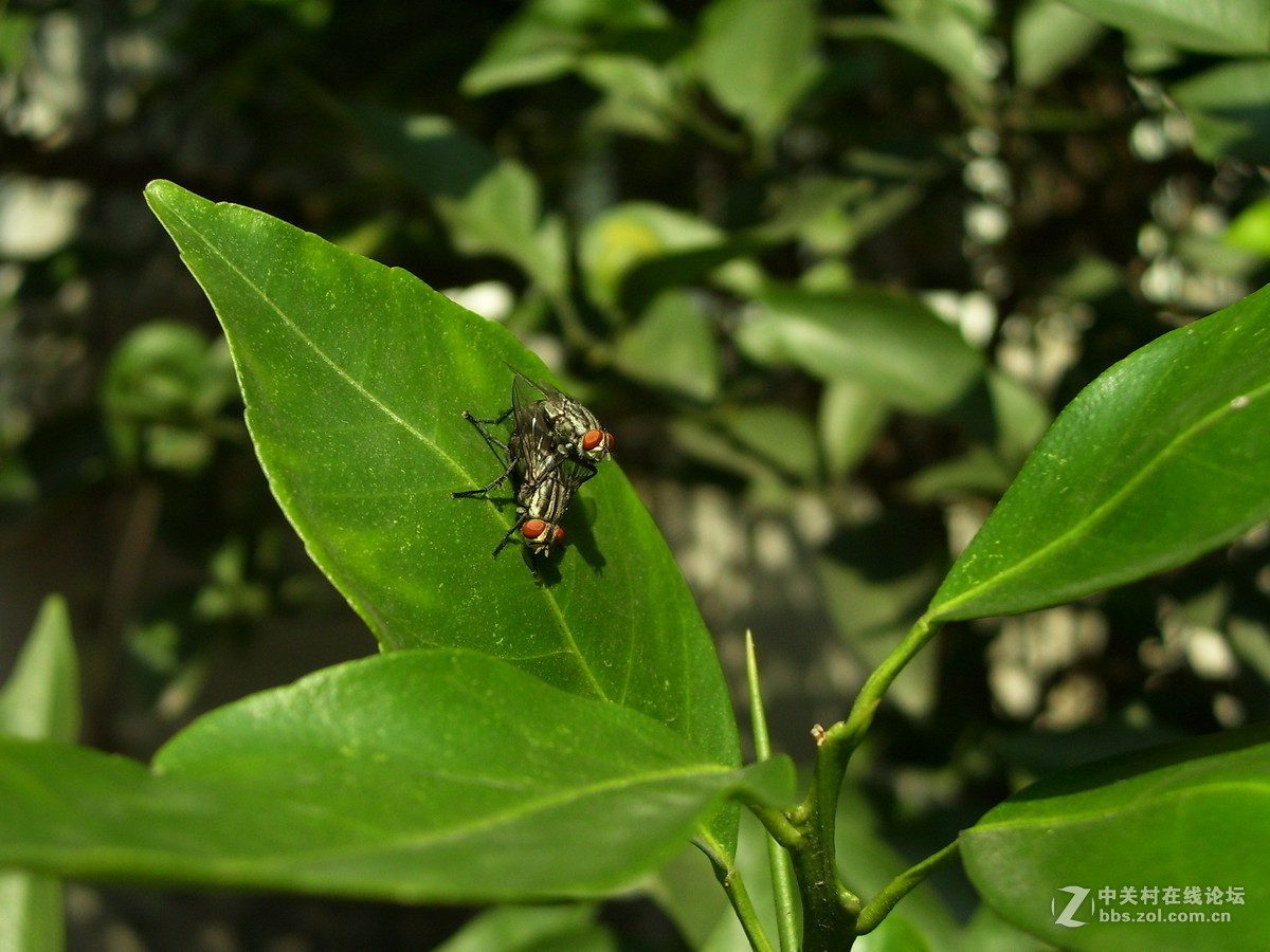 柯达c340试机随拍，请多指正