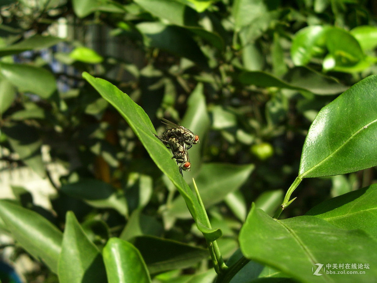 柯达c340试机随拍，请多指正