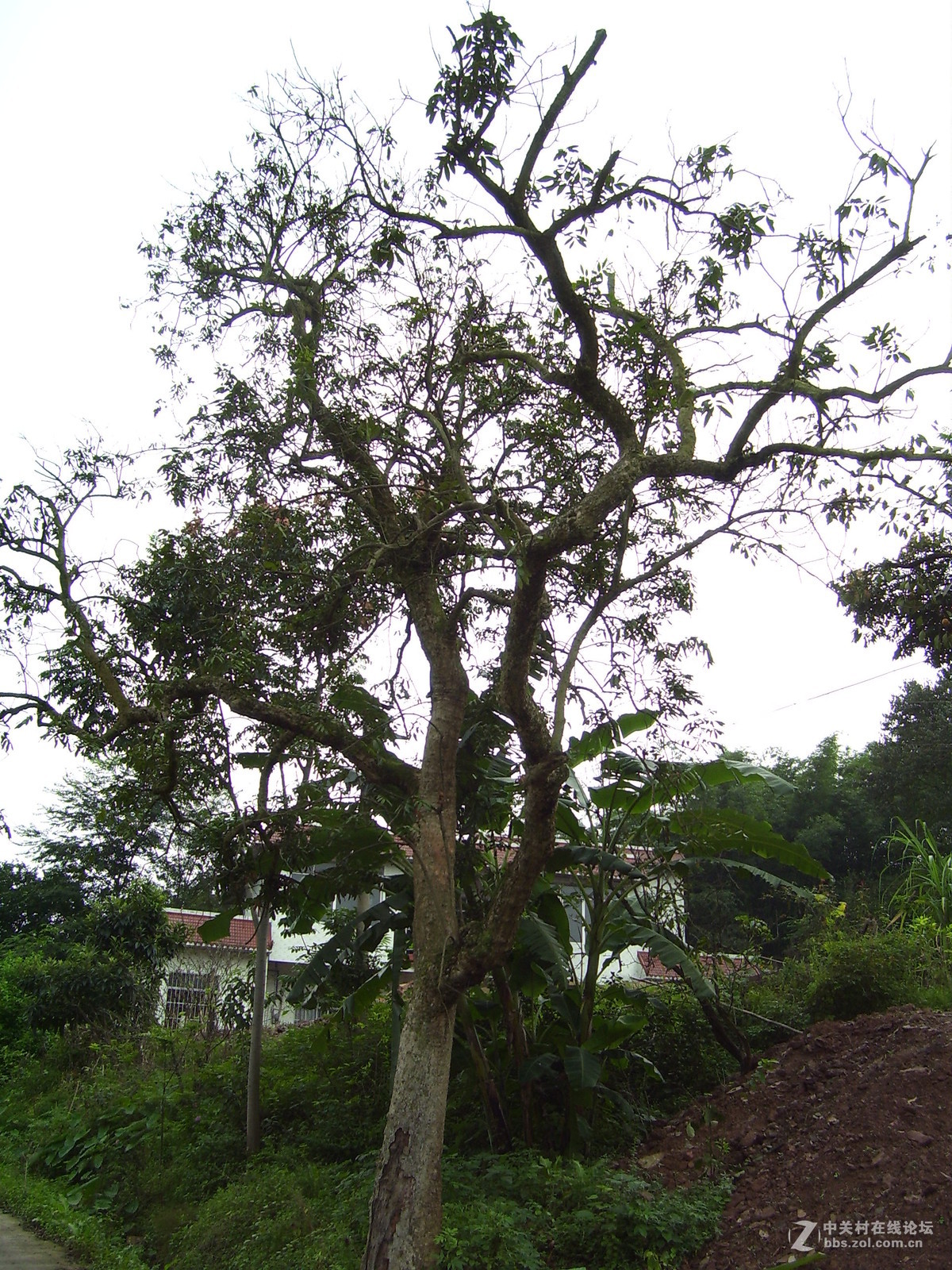 柯达c340试机随拍，请多指正