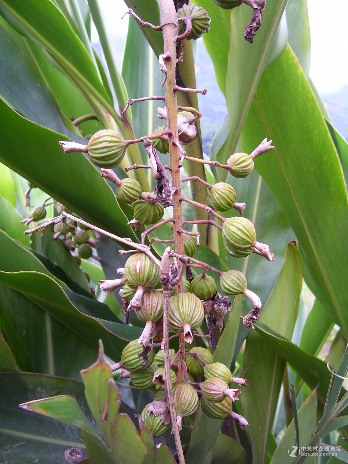 柯达c340试机随拍，请多指正