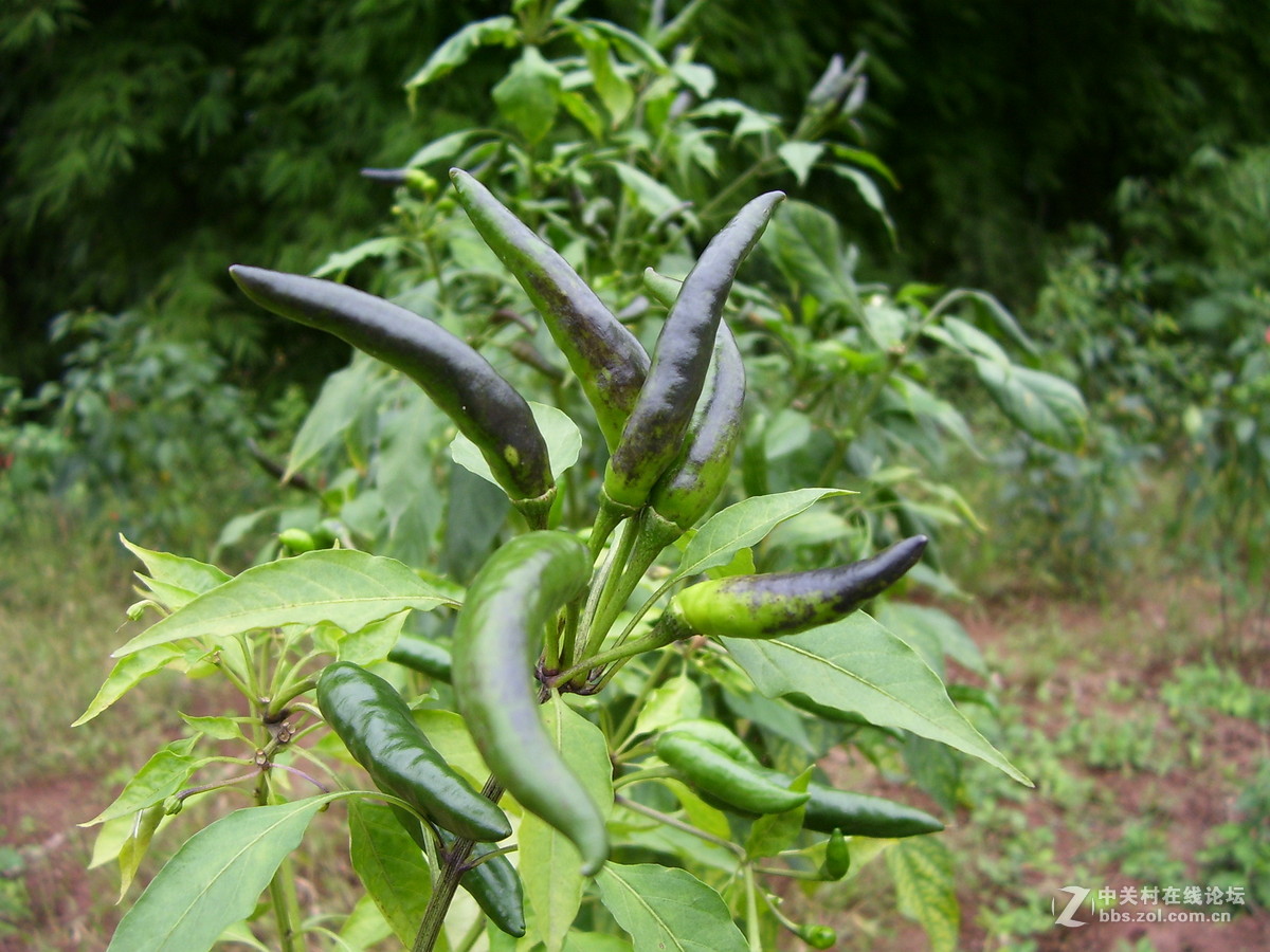 柯达c340试机随拍，请多指正