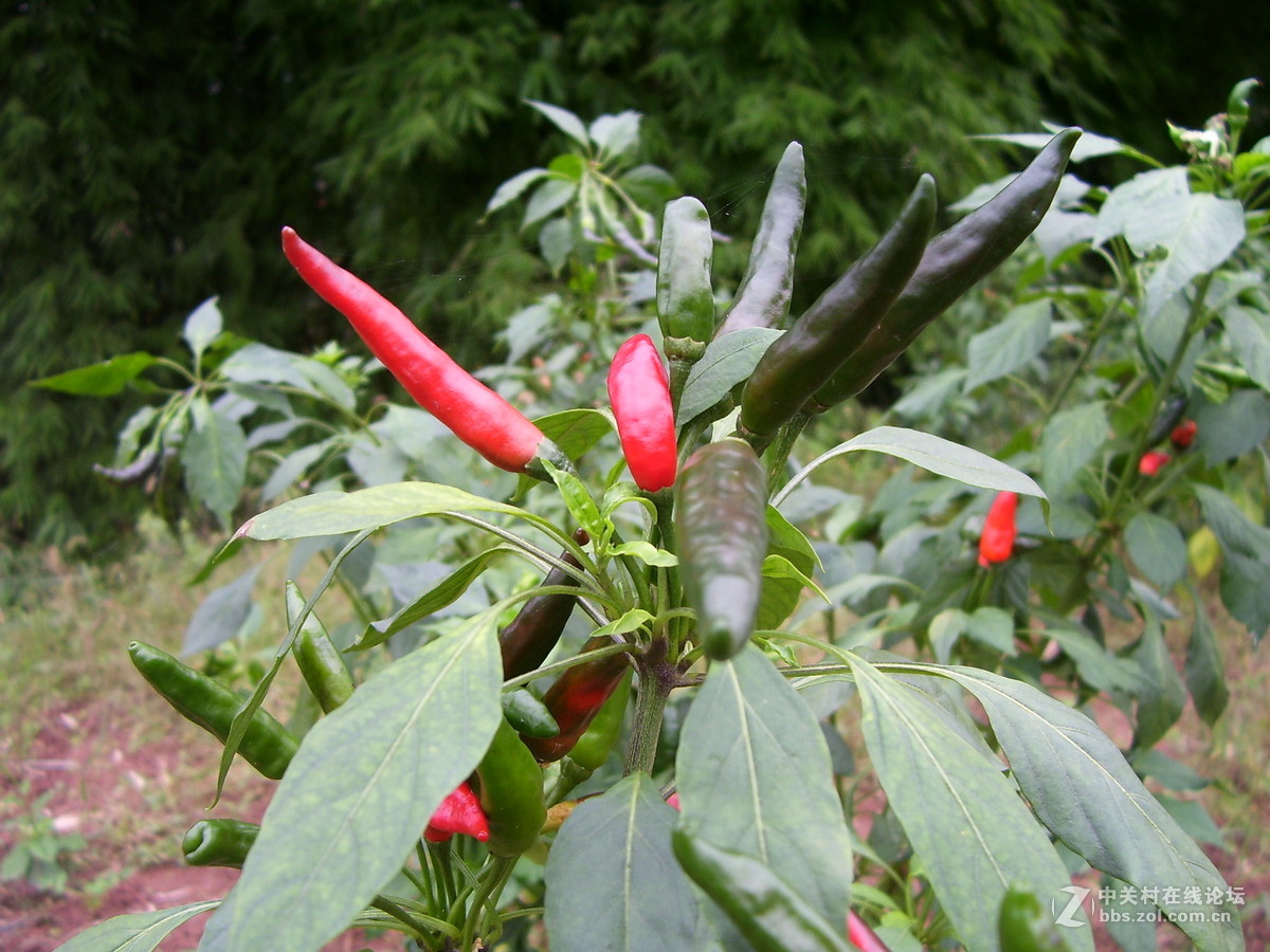 柯达c340试机随拍，请多指正