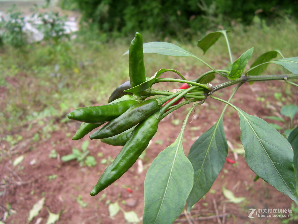 柯达c340试机随拍，请多指正