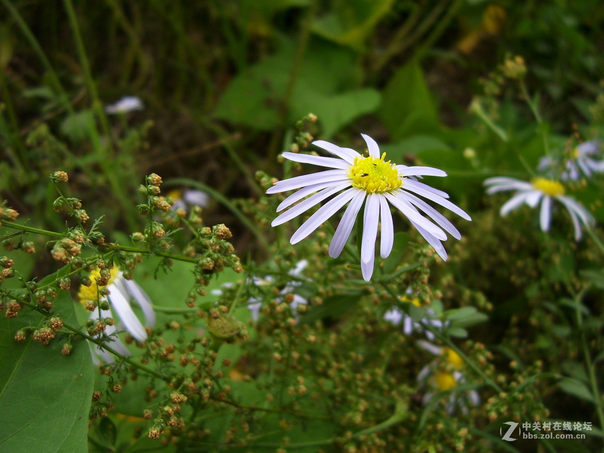 柯达c340试机随拍，请多指正