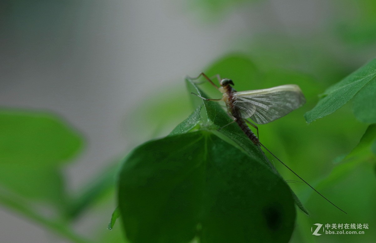 蜕壳后的蚍蜉