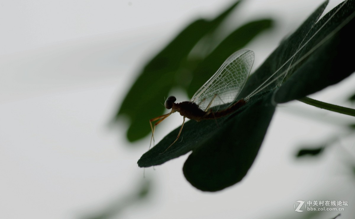 蜕壳后的蚍蜉