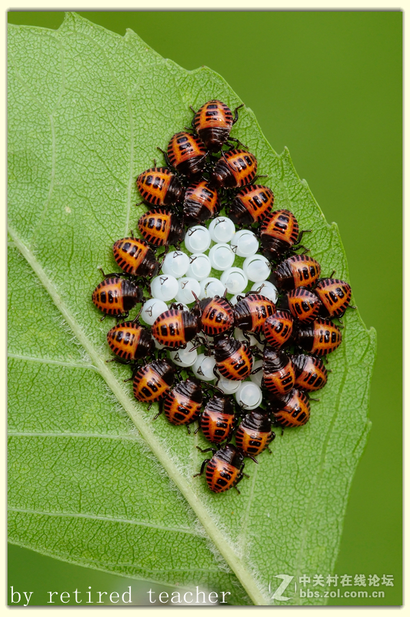 #版主坐堂#2017年3月微距星空(中国)精华选编