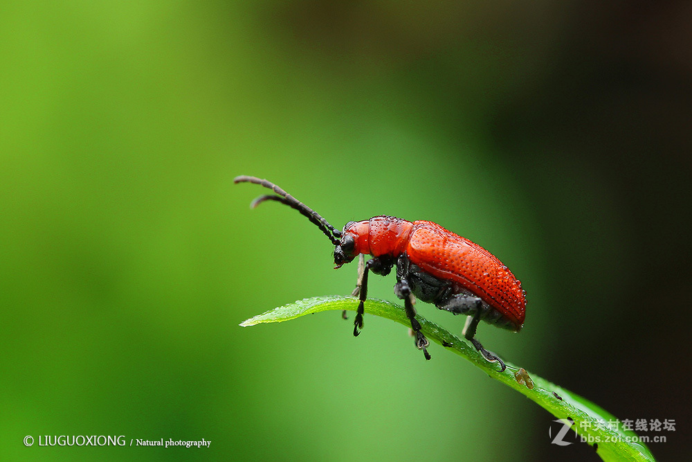 #版主坐堂#2017年3月微距星空(中国)精华选编