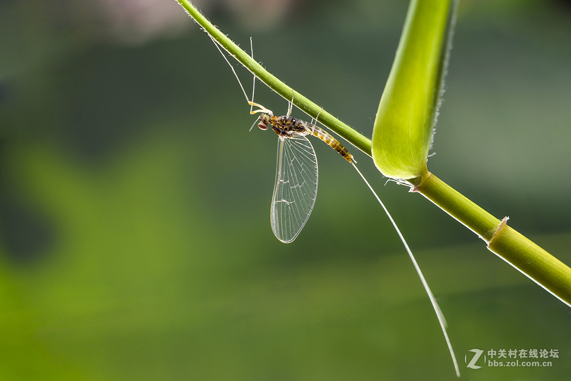 #版主坐堂#2017年3月微距星空(中国)精华选编