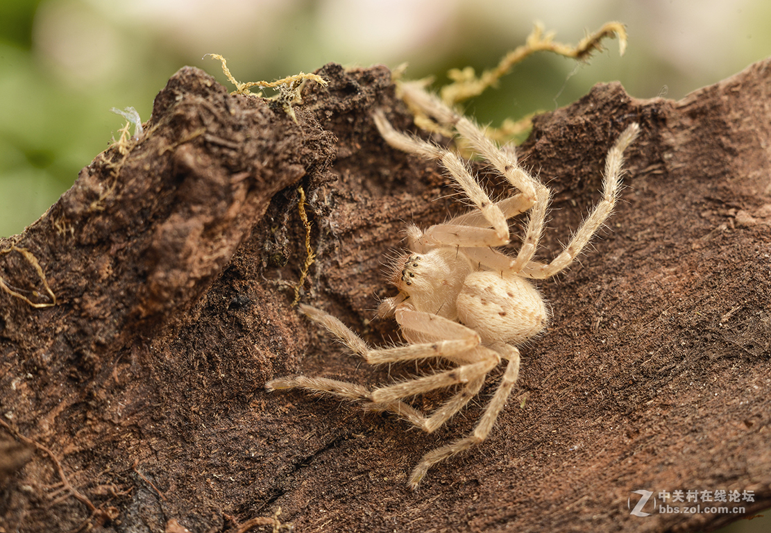 #版主坐堂#2017年3月微距星空(中国)精华选编