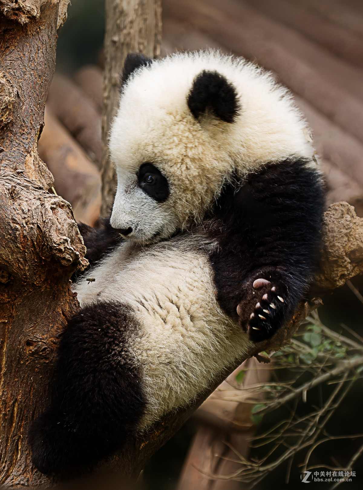 蜜蜂戏熊猫-中关村在线摄影论坛