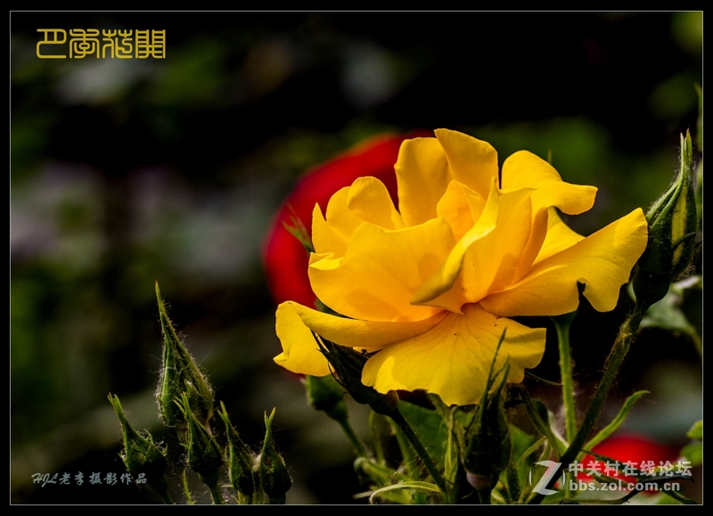 我家楼下花坛里月季盛开
