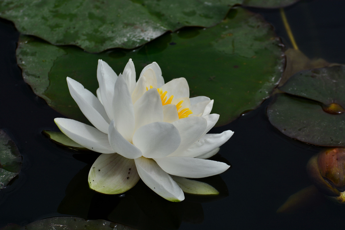 洁白如玉睡莲花