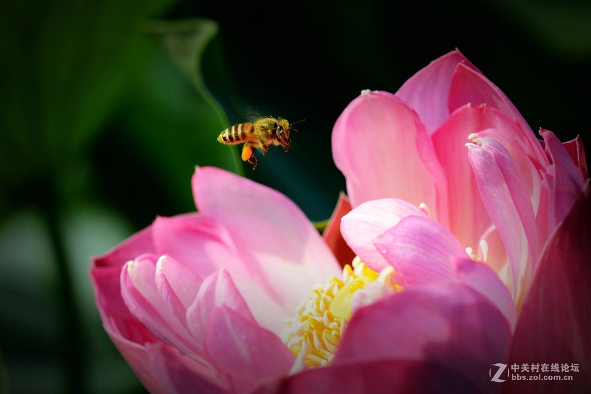 圆明园 第22届 荷花节