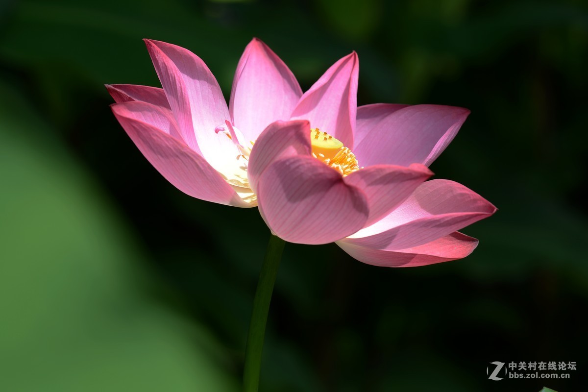 圆明园 第22届 荷花节