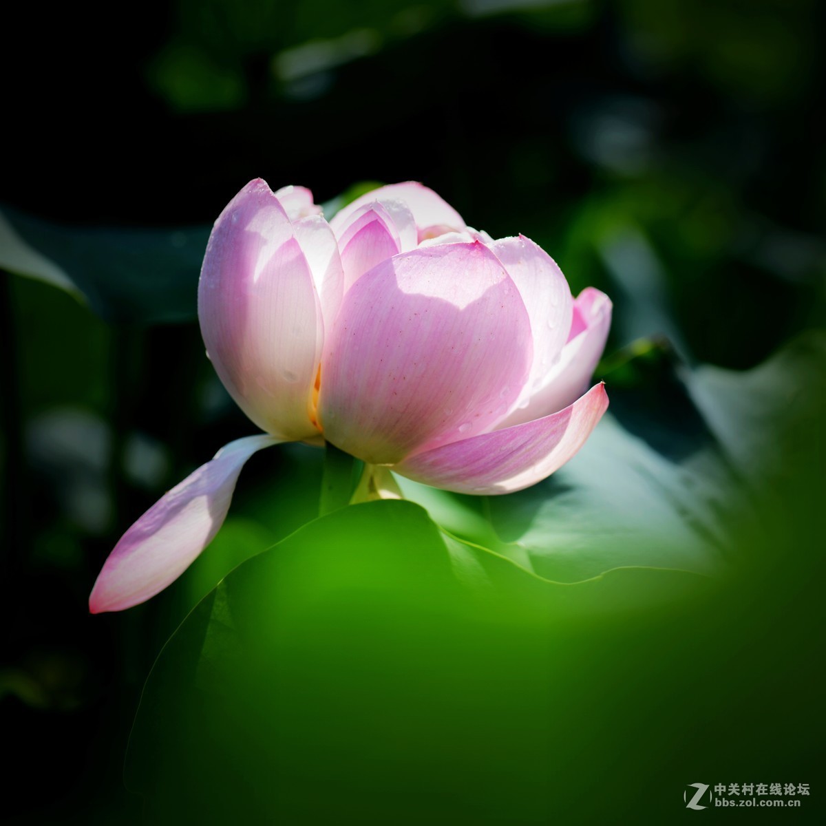 圆明园 第22届 荷花节