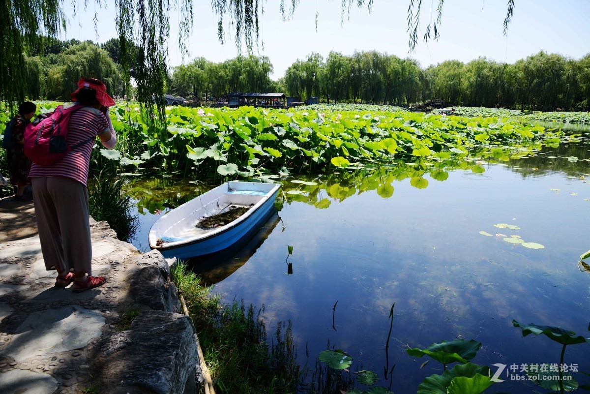 圆明园 第22届 荷花节