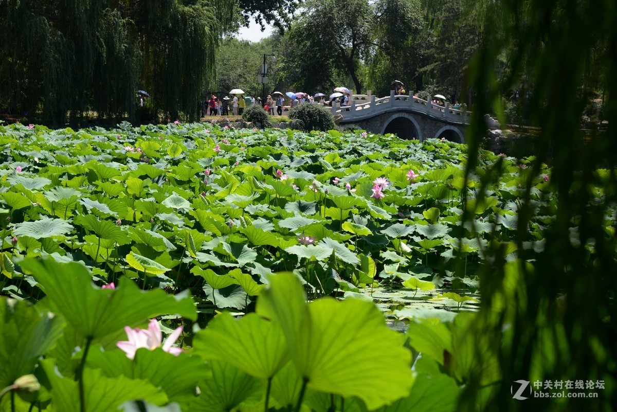 圆明园 第22届 荷花节