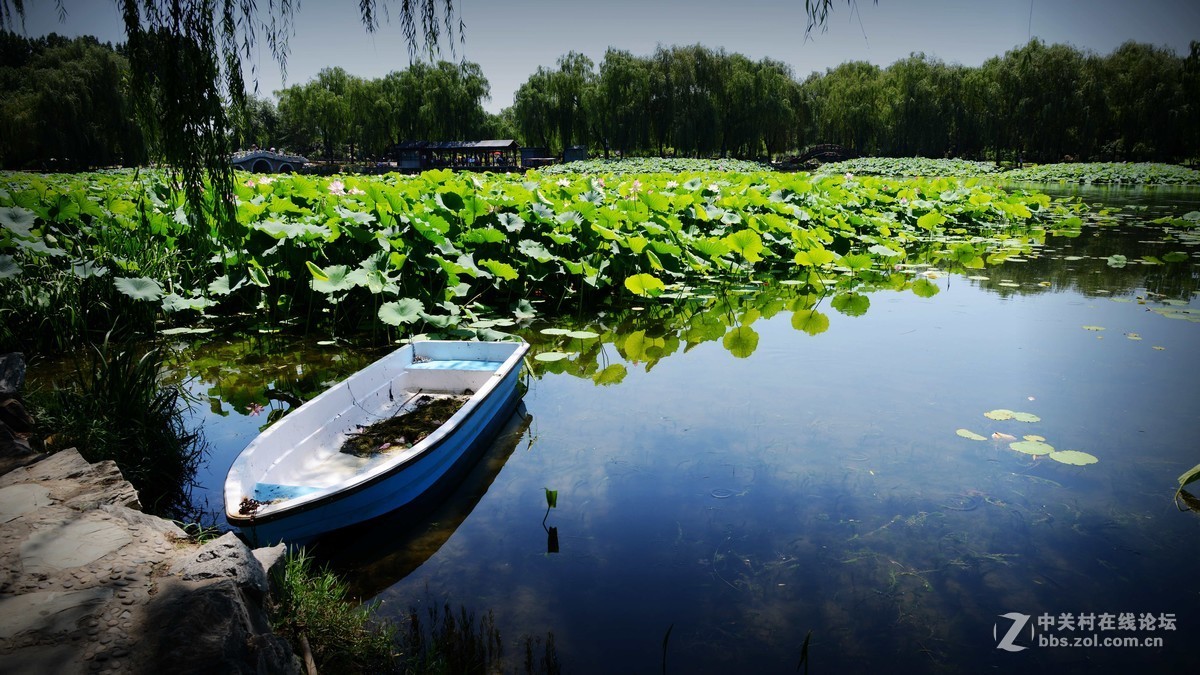 圆明园 第22届 荷花节