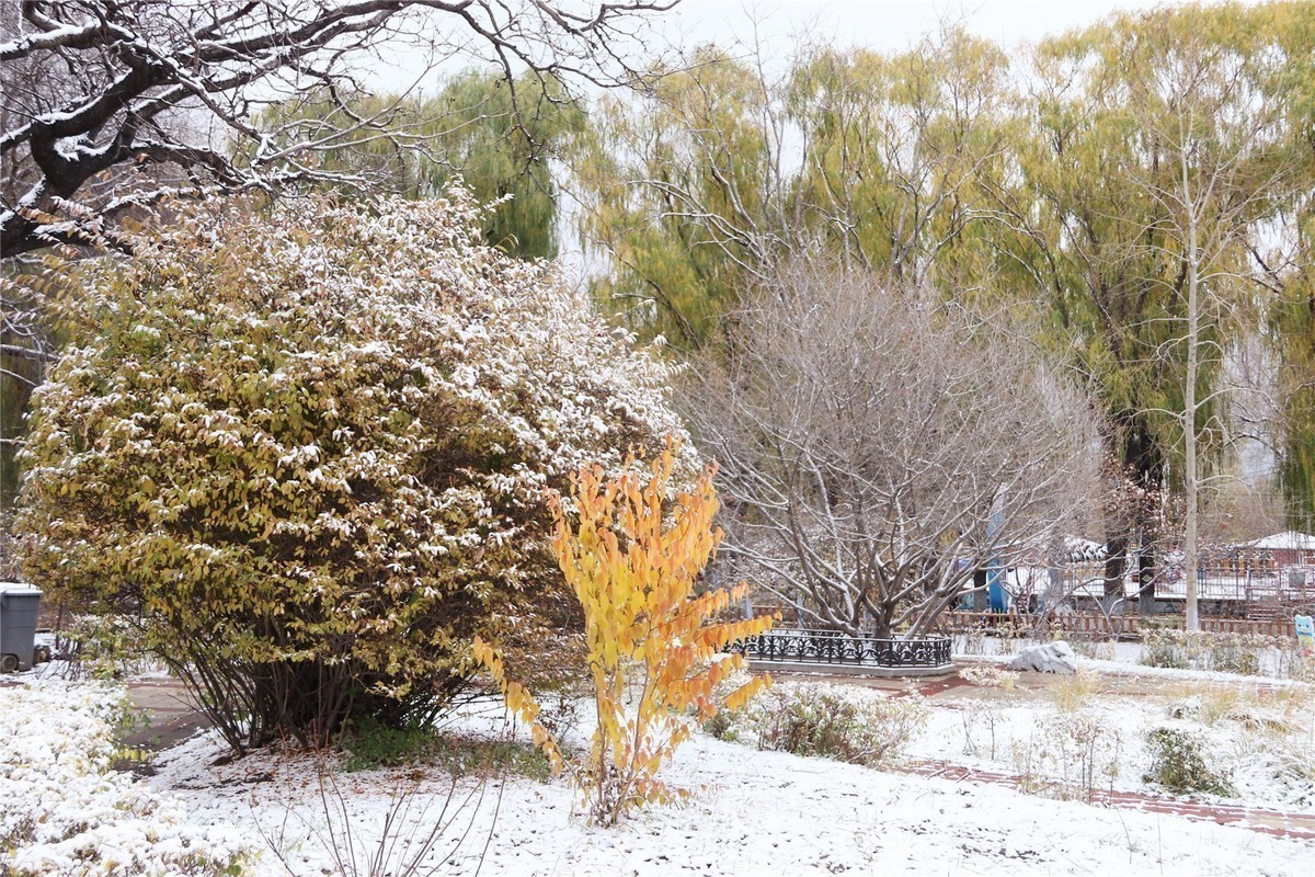 20181029哈爾濱文化公園雪景