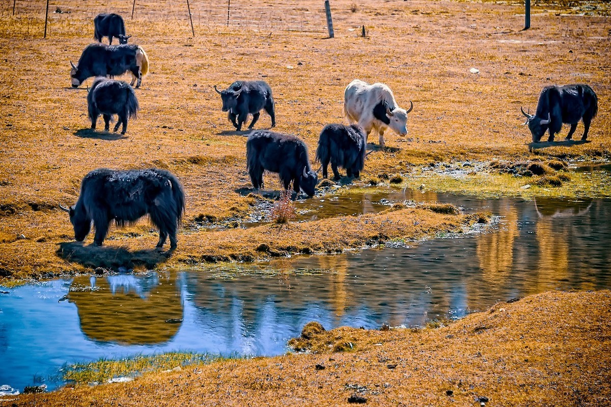 2018.10. 金秋川西行 之 路拍道浮景(2)
