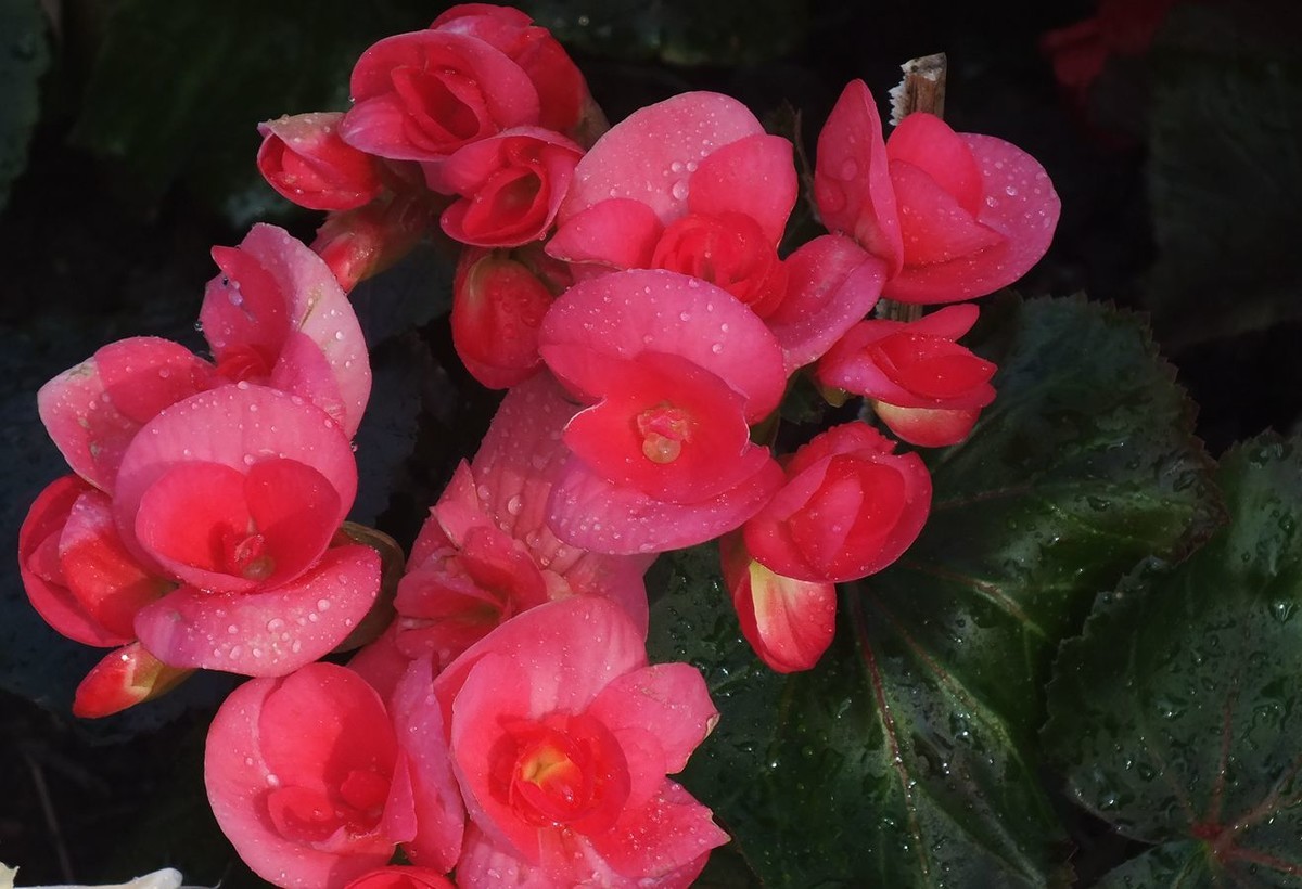 繡球花與海棠花