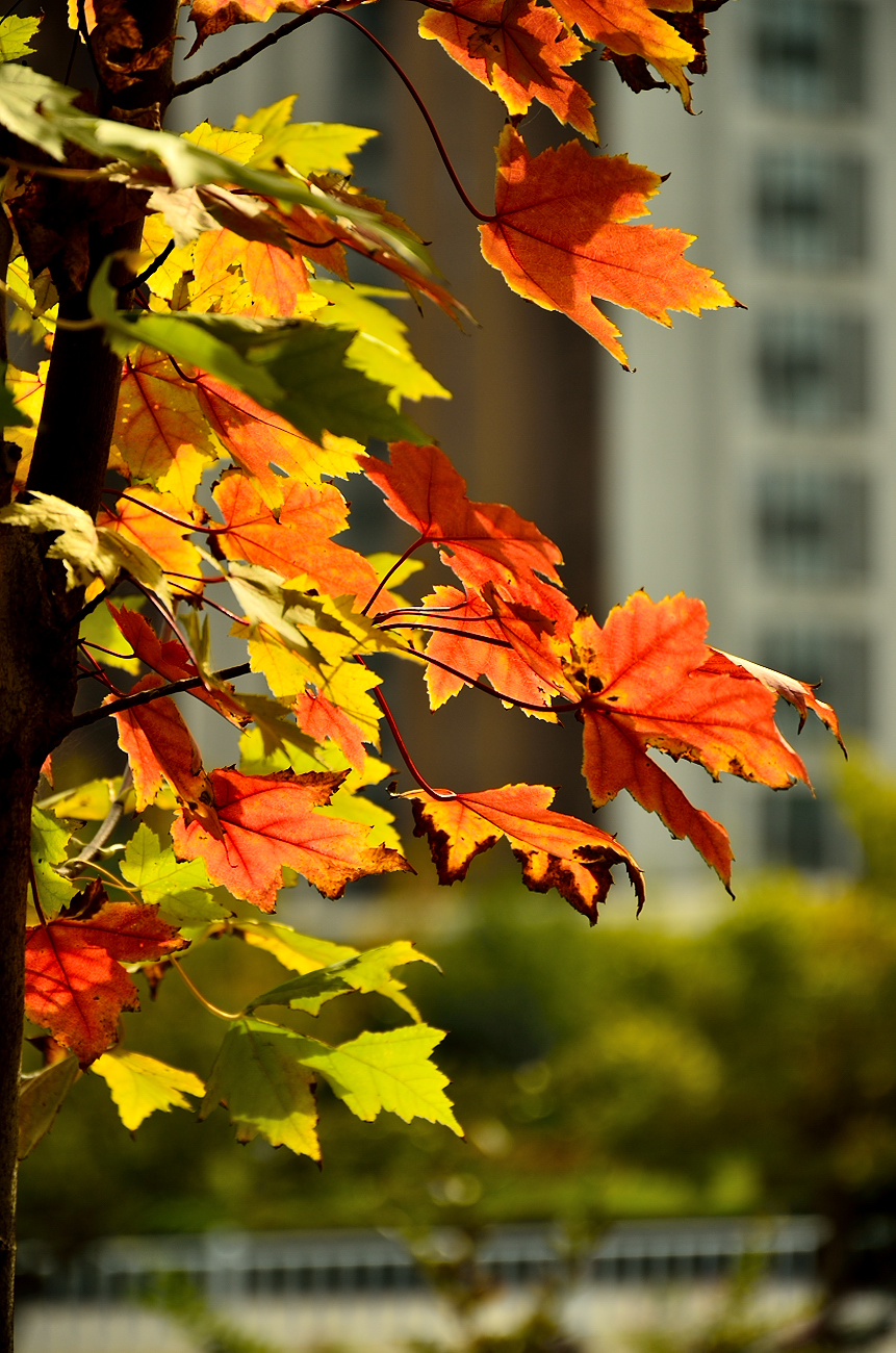 银河公园秋叶集