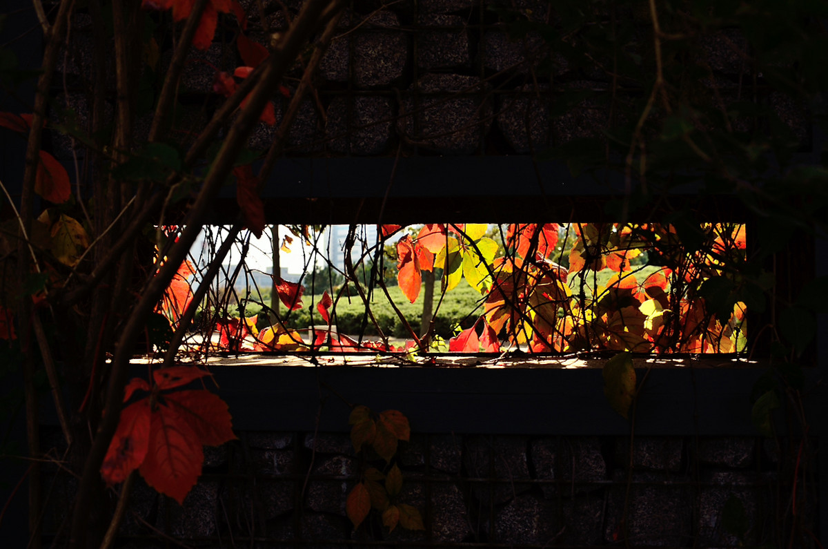 银河公园秋叶集