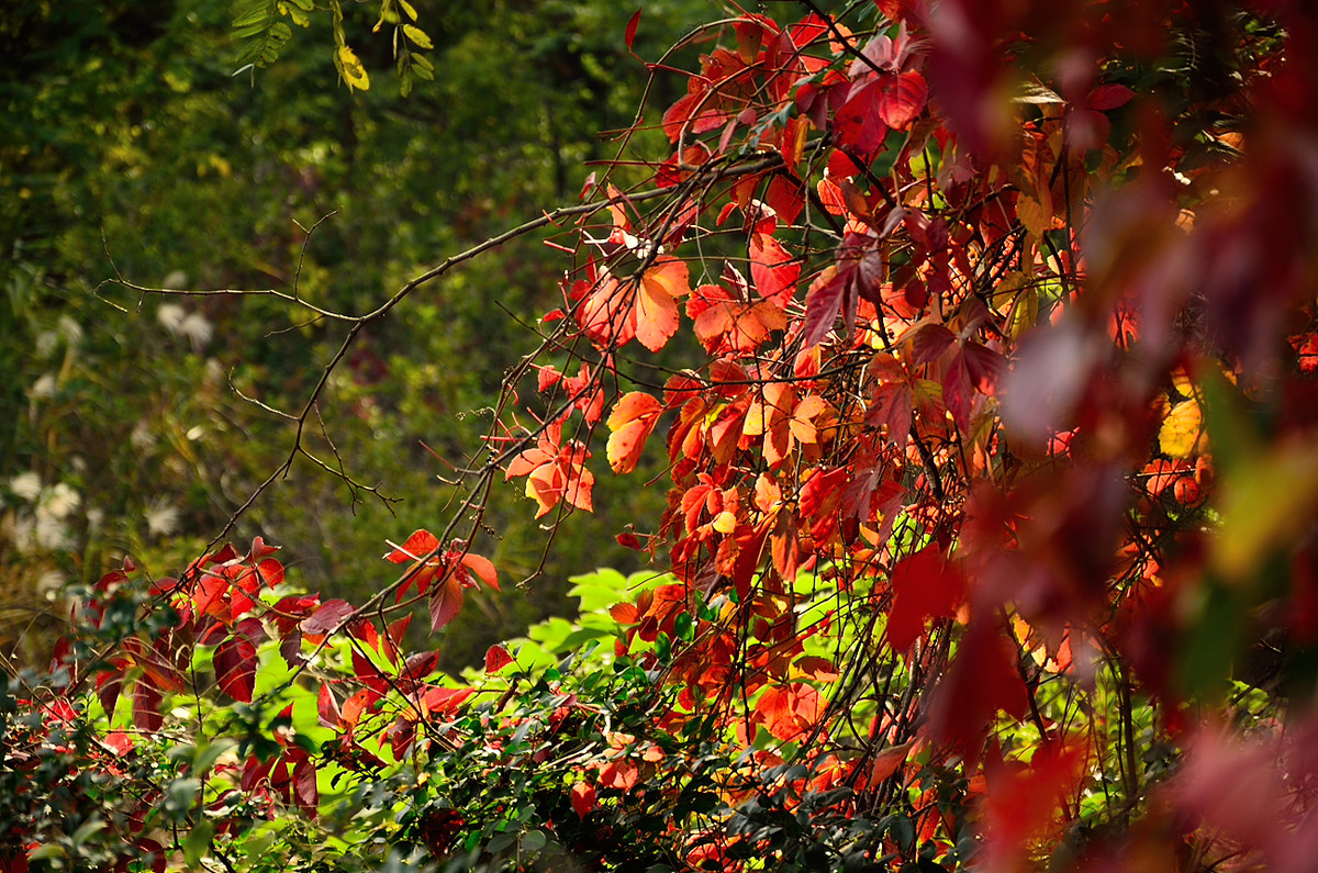 银河公园秋叶集
