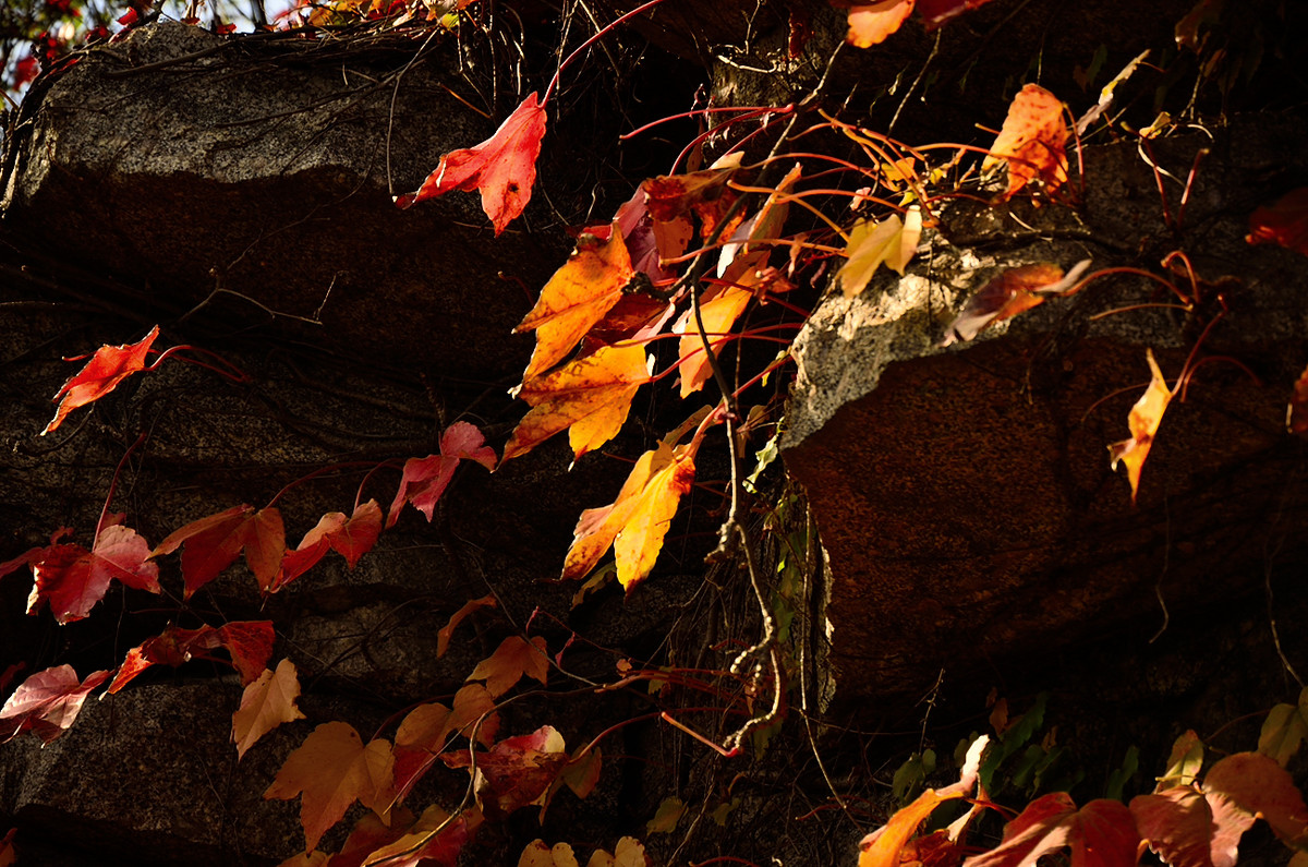 银河公园秋叶集