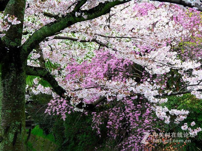 樱花