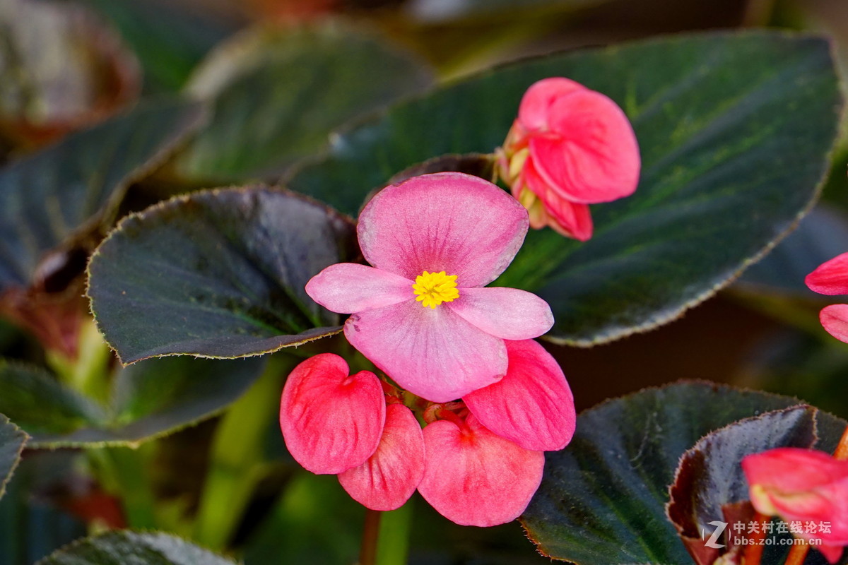 温室里的花卉比格海棠