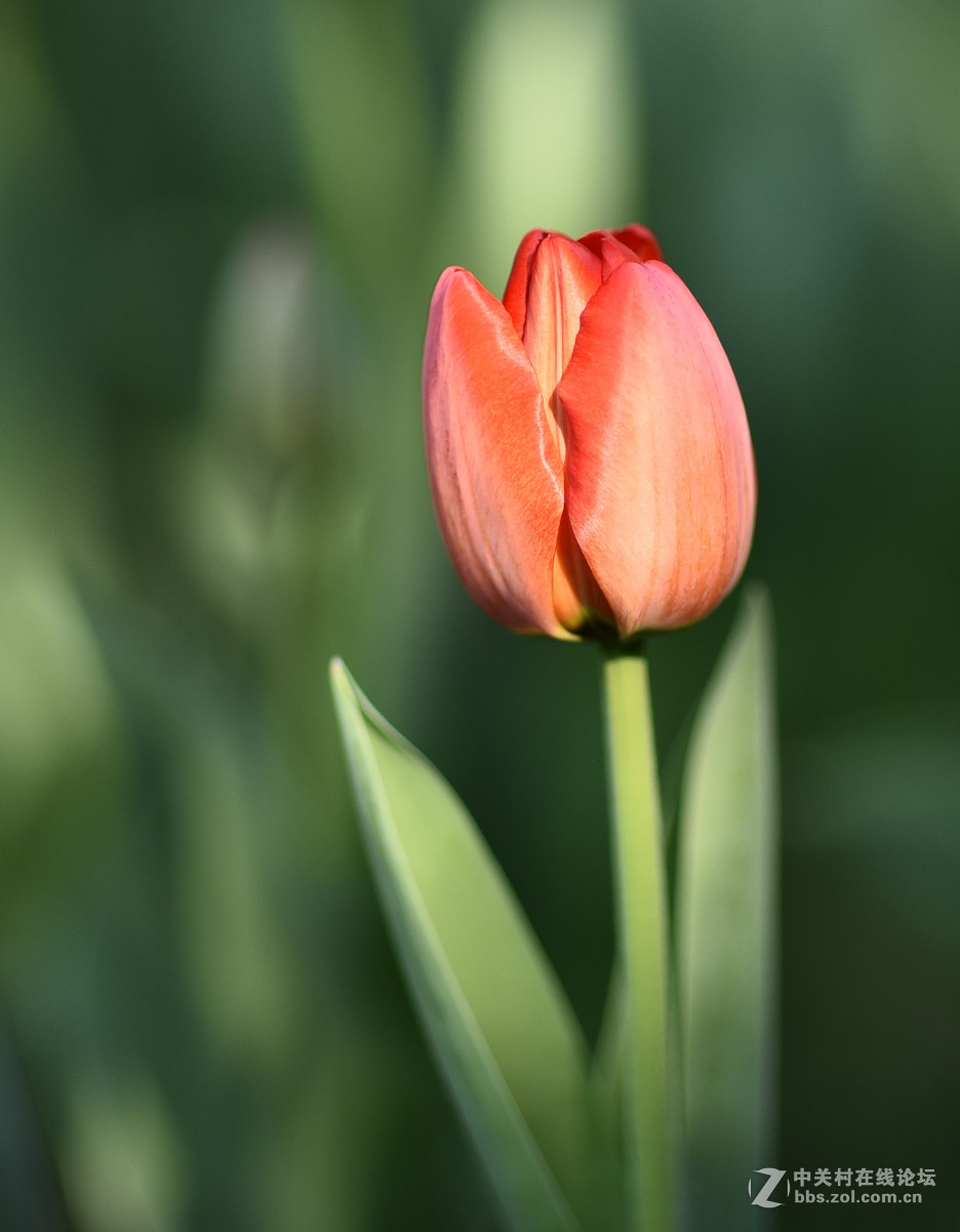 国产手动头85f12拍郁金香