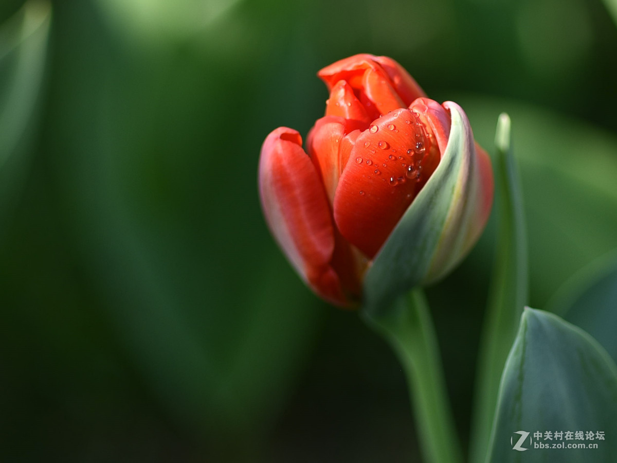 国产手动头85f12拍郁金香