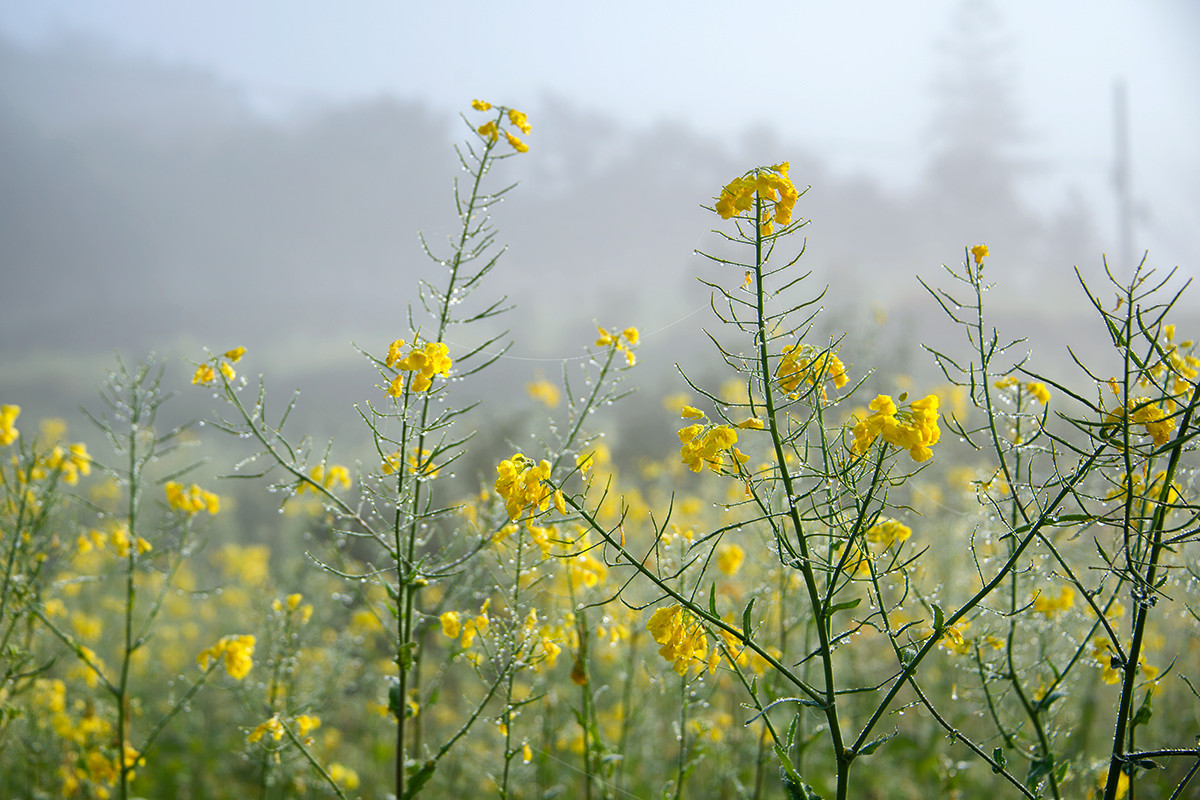 霧裡看花