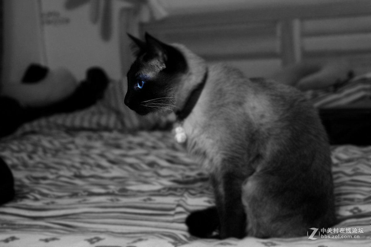 3岁的暹罗喵，票票酱