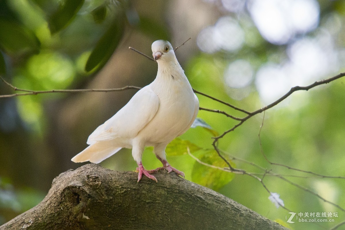 #版主坐堂#2018年11月份《承德》优秀作品选辑