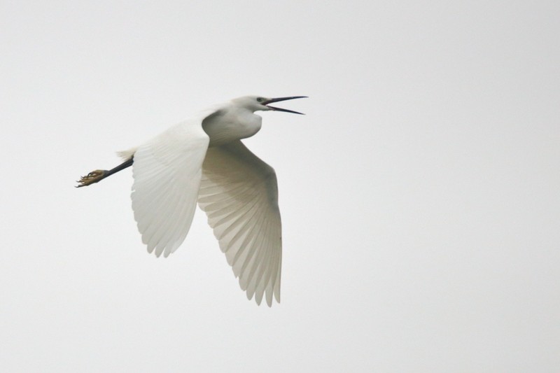 80D+600mm，学打鸟射月。