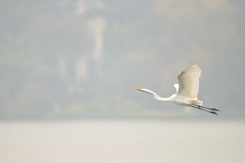 80D+600mm，学打鸟射月。