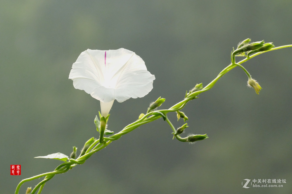 白牵牛花第一篇