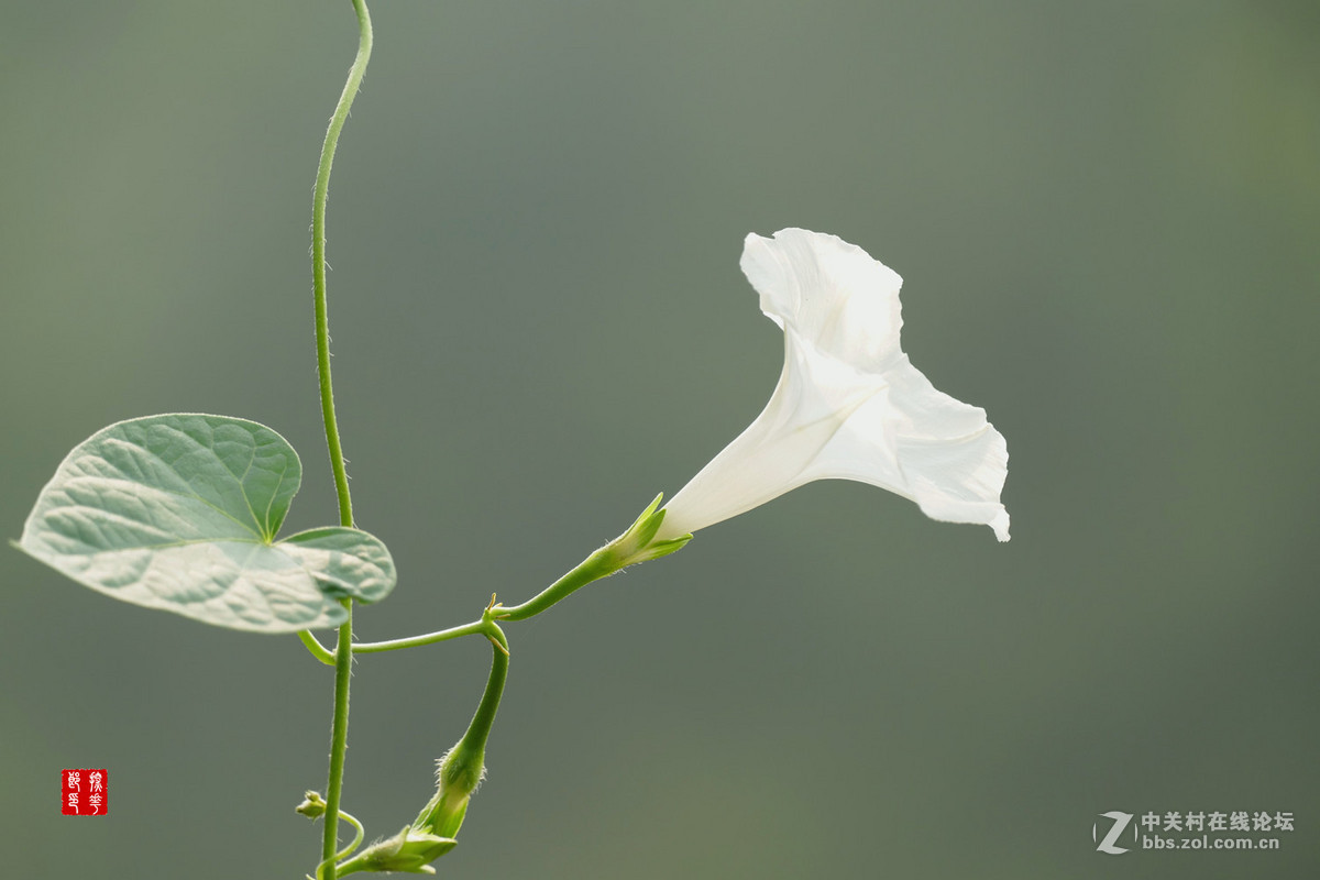 白牵牛花第一篇
