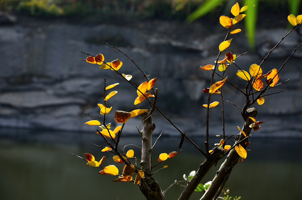 银河公园秋叶集