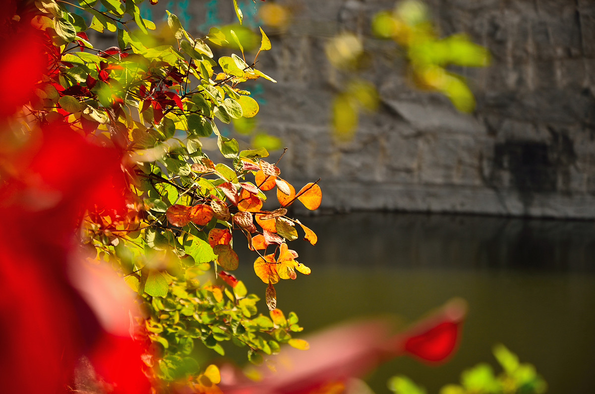 银河公园秋叶集
