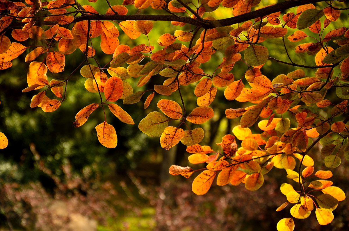 银河公园秋叶集