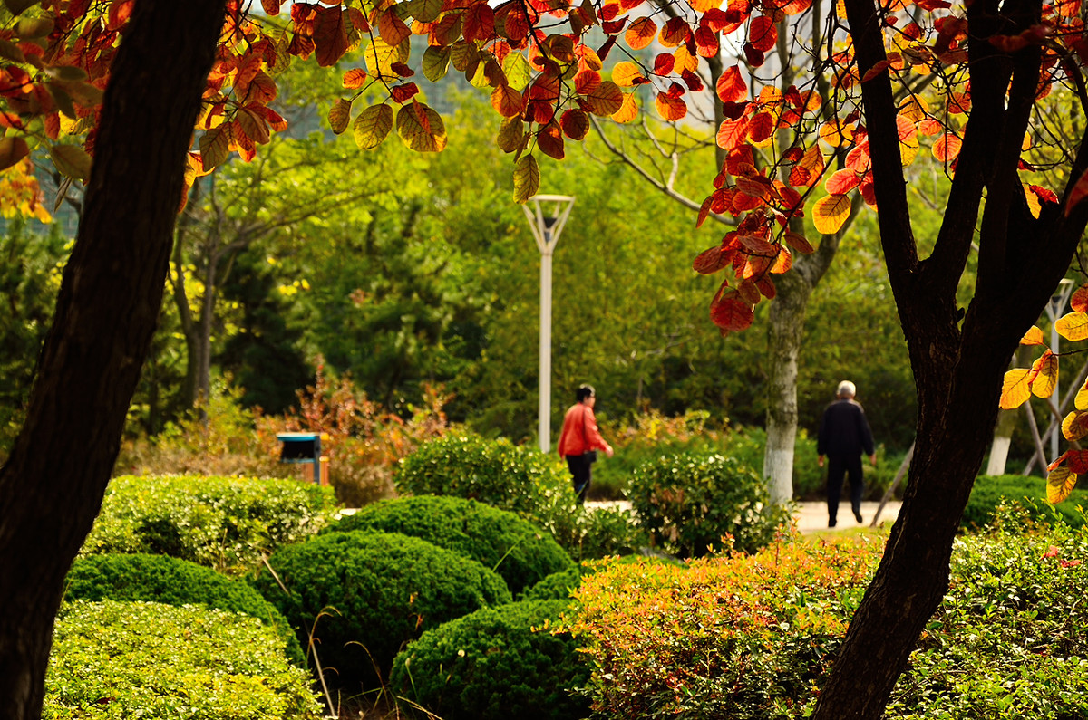 银河公园秋叶集