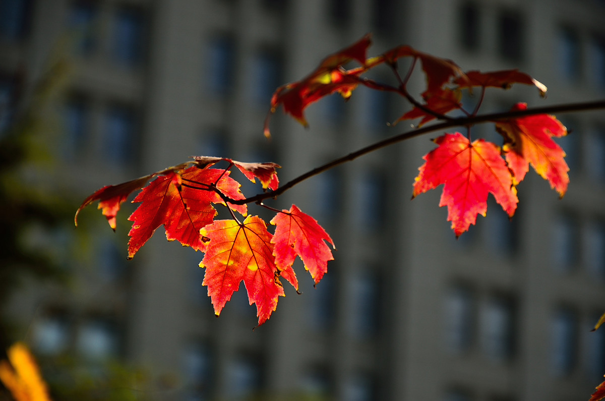 银河公园秋叶集