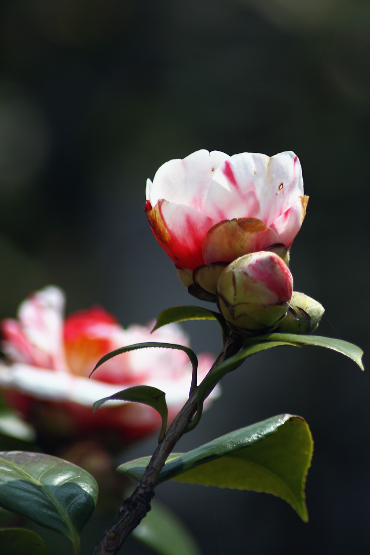 茶花和蜜蜂k10d5d